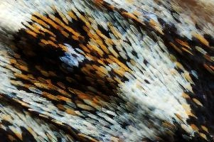 14519842334_be54d06e58_o.jpg