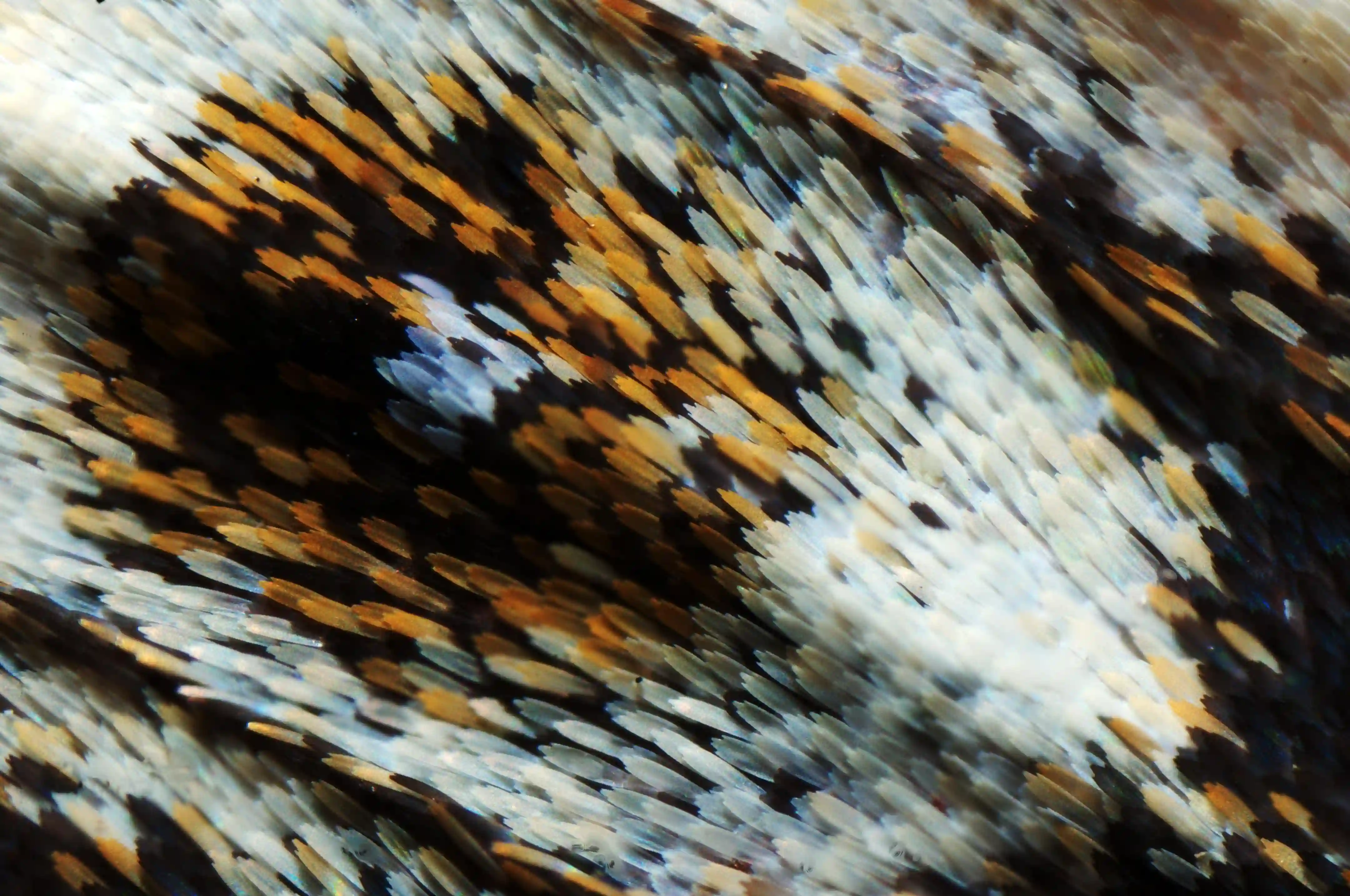 Scales on wing of magpie moth (Abraxas grossulariata), europe, switzerland, sankt, gallen, sargans, animal, arthropod, lepidoptera, moth, magpie, abraxas, grossulariata, scales, macro, dff, image-stacking, closeup, micrograph