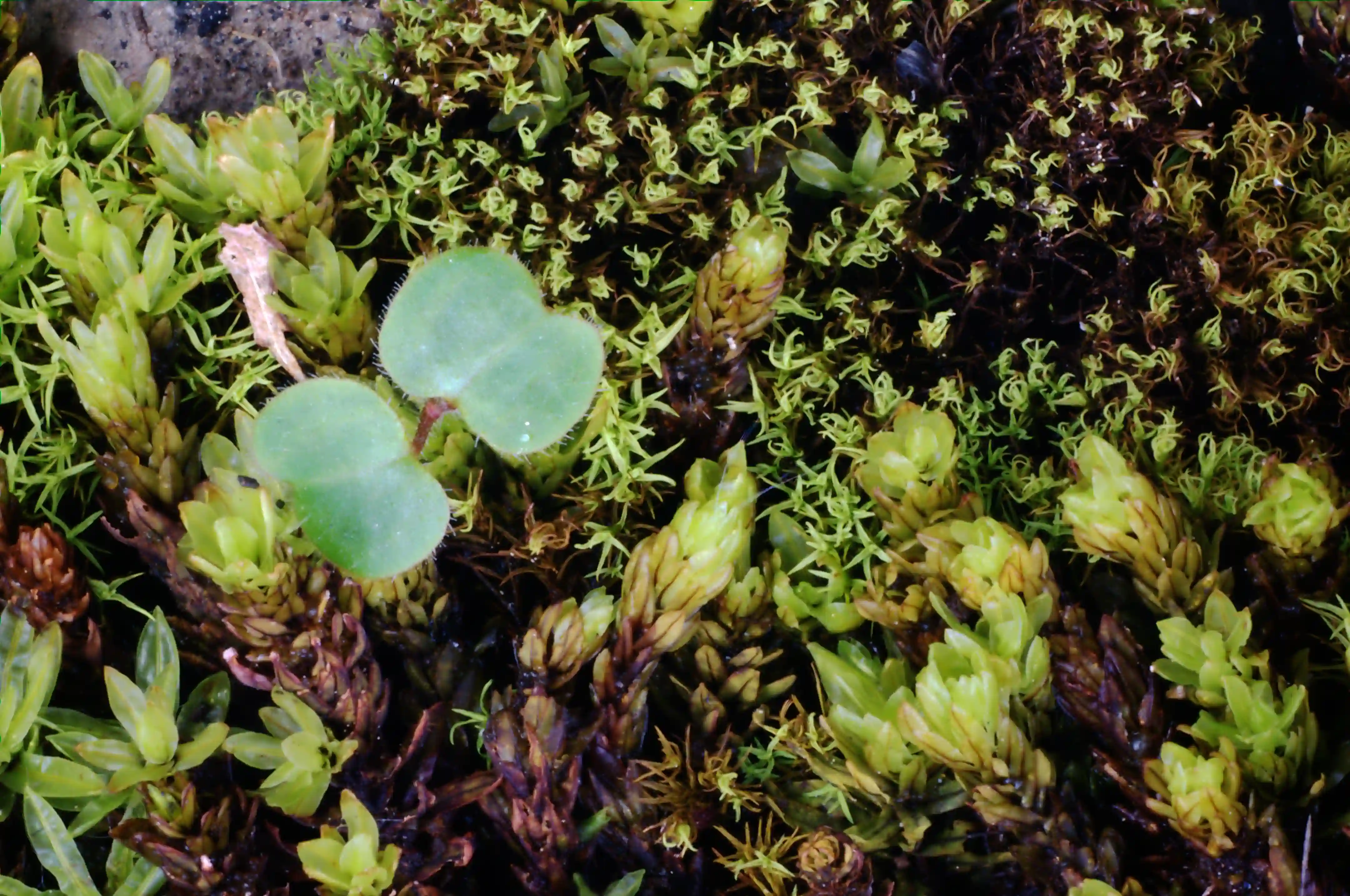 Miniature garden consisting of moss and seedling, europe, switzerland, sankt, gallen, walenstadt, berschis, moss, moist, plant, garden, macro, damp, green, fronds, seedling