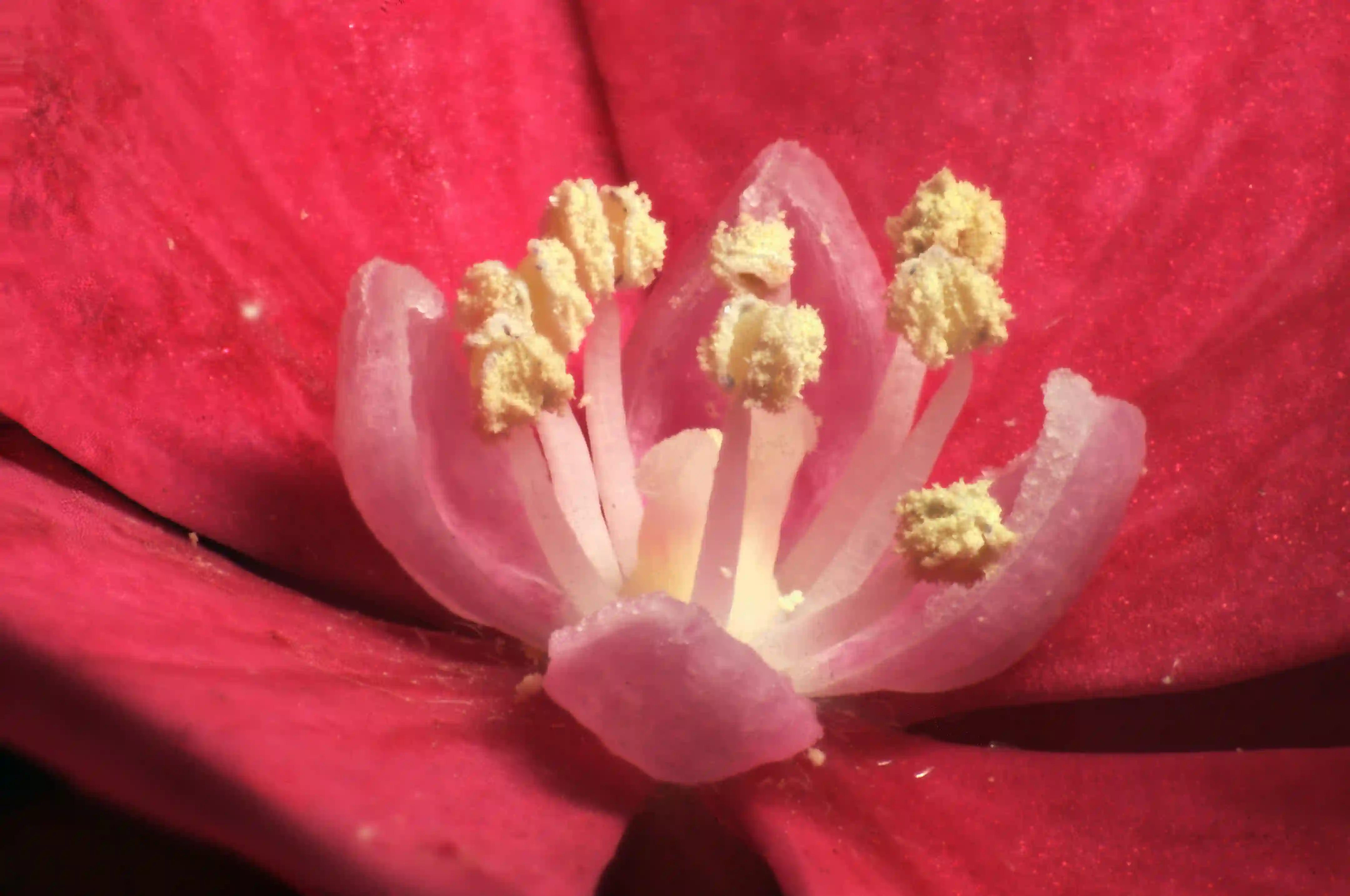 Macrophotograph of stamens of a Hydrangea flower, dff, image-stacking, hydrangea, flower, plant, pollination, stamens, pistil, pink, reproduction, red