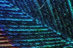 6554220591_f86668a8f6_o.jpg
