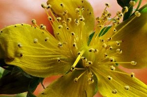 Stamens of St. John's Wort (Hypericum perforatum), plant, flower, st. john's, wort, yellow, stamens, pistil, pollination, reproduction, petals, dff, image-stacking