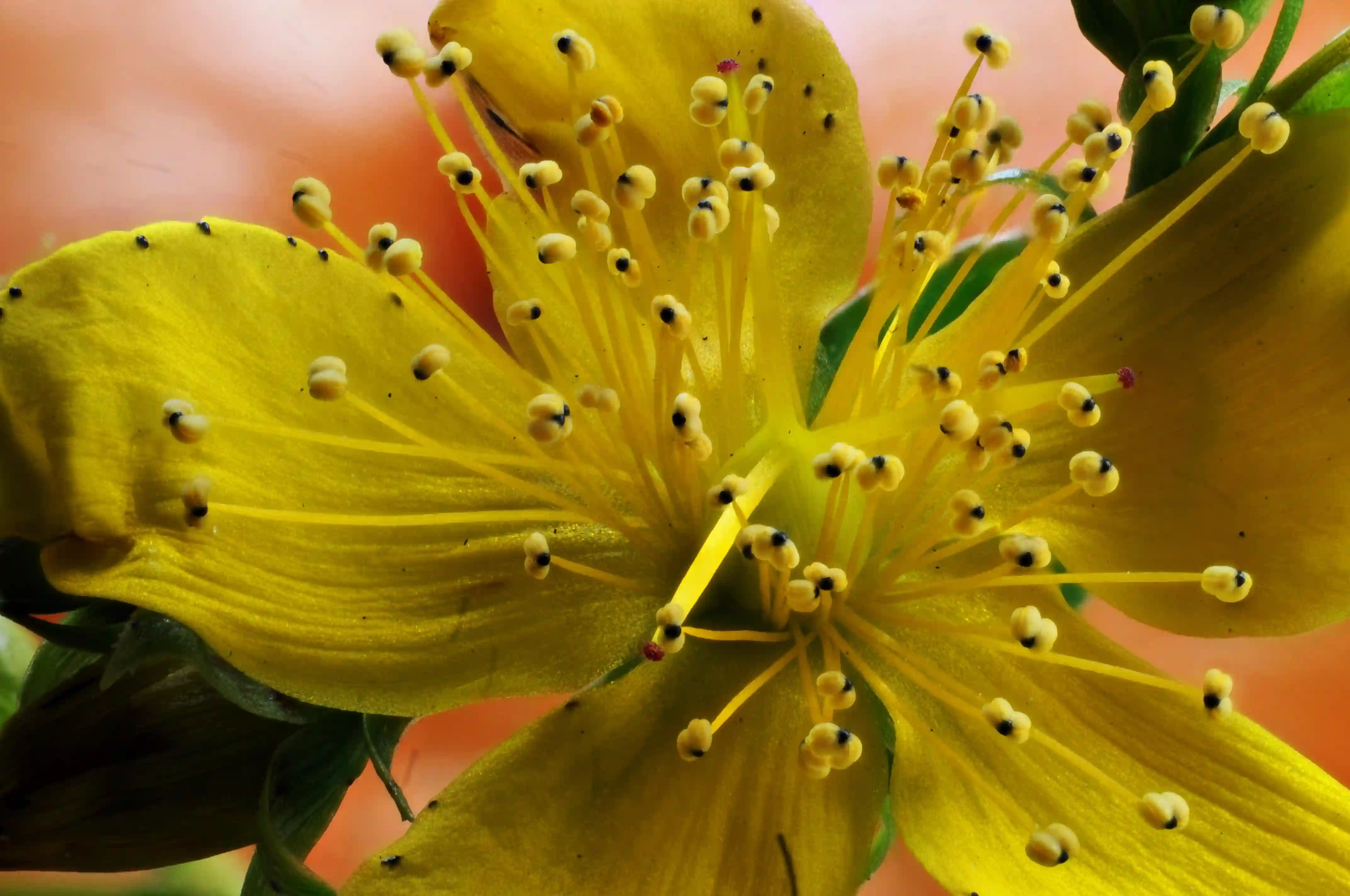 Stamens of St. John's Wort (Hypericum perforatum), plant, flower, st. john's, wort, yellow, stamens, pistil, pollination, reproduction, petals, dff, image-stacking