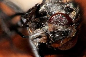 Hoursefly face, animal, arthropod, insect, fly, diptera, house, dff, image-stacking, eye, compound
