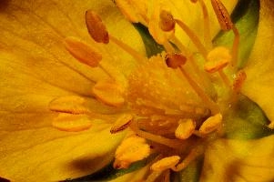 Buttercup Stamens, europe, switzerland, sankt, gallen, sargans, flower, buttercup, ranunculus, dff, image-stacking, stamens, pistil, pollination, plant, yellow