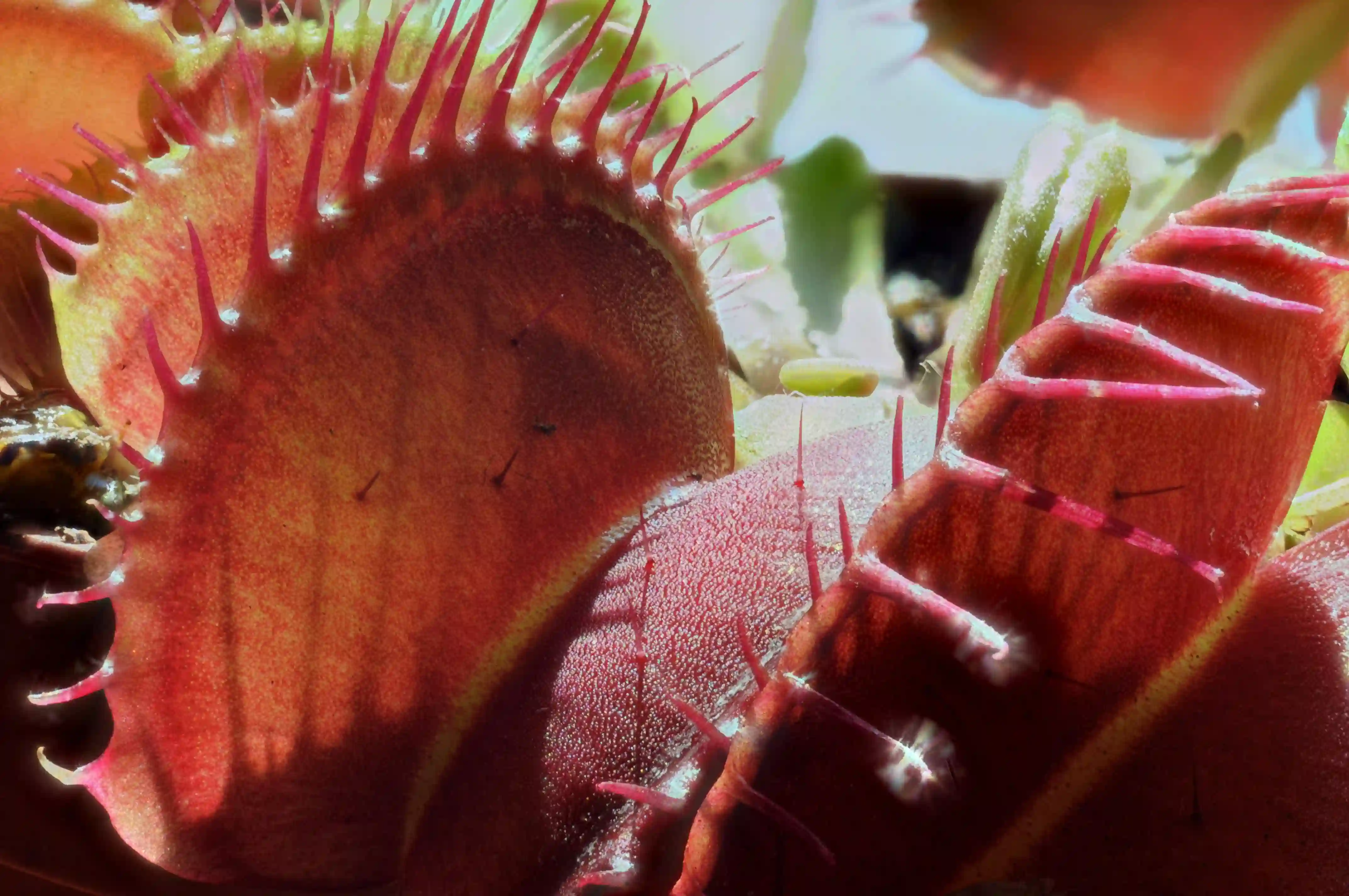 Venus Flytrap (Dionaea muscipula), traps seen in close-up, dff, image-stacking, dionaea, muscipula, venus, fly-trap, plant, carnivorous, meat-eating, trap, teeth, leaf