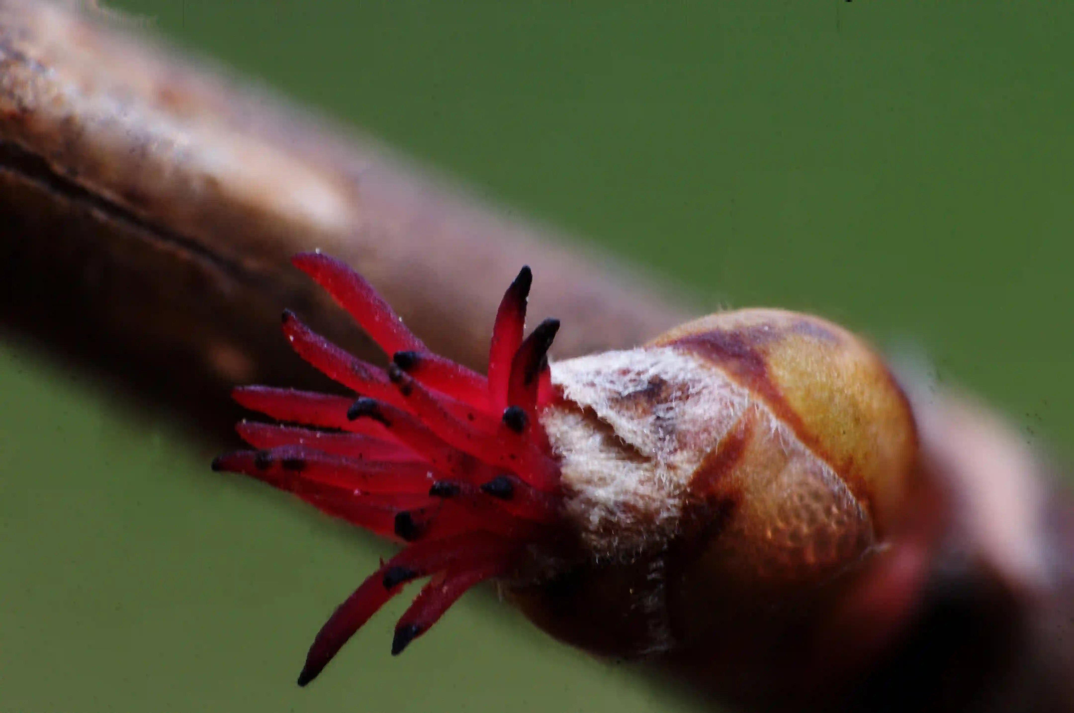 Macro photograph of female Hazel (Corylus sp.) flower , europe, switzerland, sankt, gallen, sargans, willow, female, flower, reproduction, pollination, pistils, red, black-tipped, dff, image-stacking