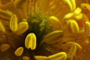 Buttercup Stamens, europe, switzerland, sankt, gallen, sargans, buttercup, flower, dff, image-stacking, closeup, ranunculus, stamens, pistil, pollination, reproduction
