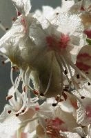 Horse chestnut blossom, europe, switzerland, sankt, gallen, sargans, flower, chestnut, horse, white, pink, dff; image-stacking, pollination, reproduction, plant, stamens, 
