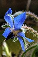 Borage Flower, europe, switzerland, sankt, gallen, sargans, flower, blue, borage, closeup, dff; image-stacking, pistil, stamens, hairs