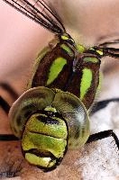 Dragonfly Portrait, europe, switzerland, sankt, gallen, sargans, animal, arthropod, insect, dragonfly, hawker, dff, image-stacking, face, eye, compound, green, black