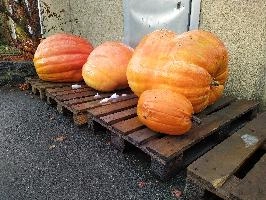 IMG_20211204_113101.jpg