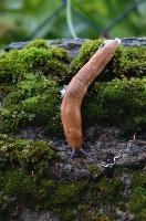 Slug in the Valle Versasca, Ticino, ticino