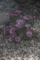 Mammalaria cacti flowering in Ticino, ticino
