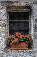 Flowers in Rustico window in Cabbio, Ticino, ticino,  barred window with potted flowers