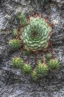 Saxifraga sp. in wall in Cabbio, Ticino, ticino