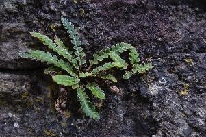 Fern in Wall, ticino