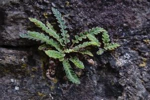 Fern in Wall, ticino
