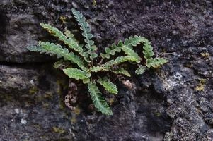 Fern in Wall, ticino