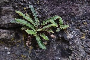 Fern in Wall, ticino