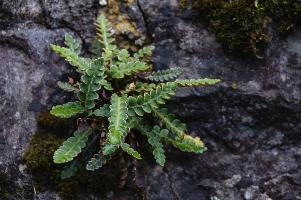 Fern in Wall, ticino