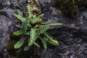Fern in Wall, ticino