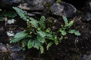 Ferns in Wall, ticino