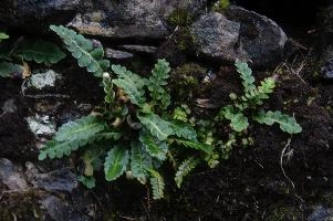 Ferns in Wall in Cabbio, Ticino, ticino