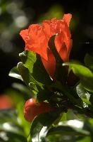 dsd_011966.jpg