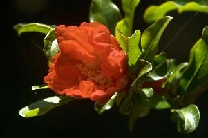 dsd_012036.jpg