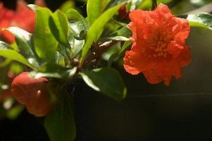 dsd_012039.jpg