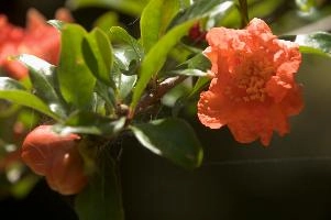 dsd_012040.jpg