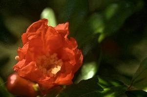dsd_012042.jpg