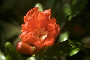 dsd_012046.jpg