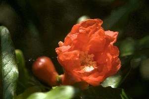 dsd_012049.jpg