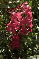 dsd_012050.jpg