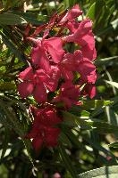 dsd_012051.jpg