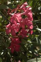 dsd_012052.jpg