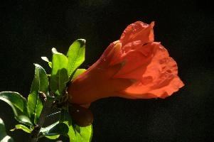 dsd_012066.jpg
