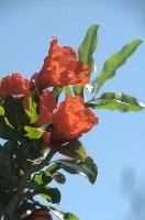 dsd_012070.jpg