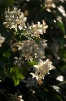 dsd_012119.jpg