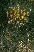 dsd_012183.jpg