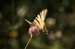 dsd_012317.jpg