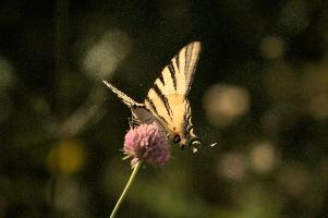 dsd_012318.jpg