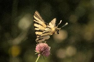 dsd_012323.jpg