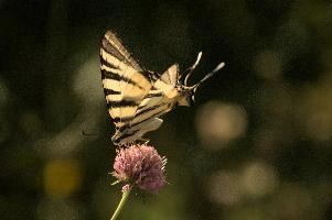dsd_012324.jpg