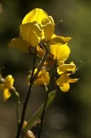 dsd_012329.jpg