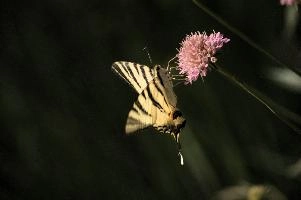 dsd_012335.jpg