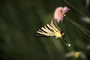 dsd_012336.jpg