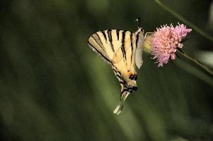dsd_012338.jpg